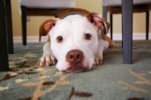 What to do if your adult dog pees in the house?